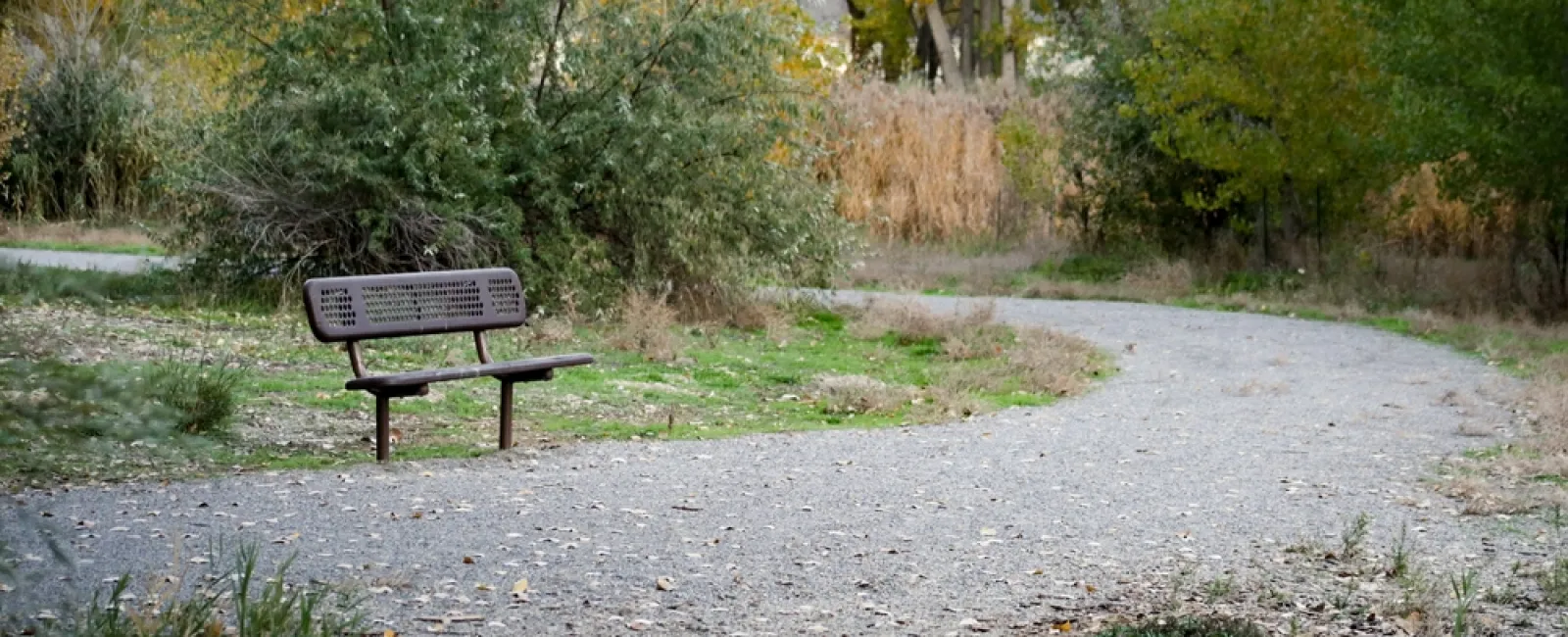 Curved gravel path with empty bench surrounded by autumn trees and green shrubs in a peaceful park setting