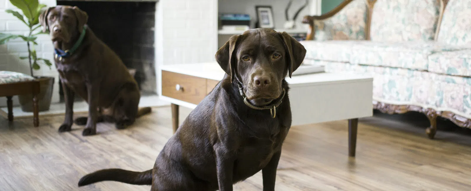 Two chocolate Labrador dogs sitting on wood flooring in a cozy living room with a white fireplace and floral sofa.