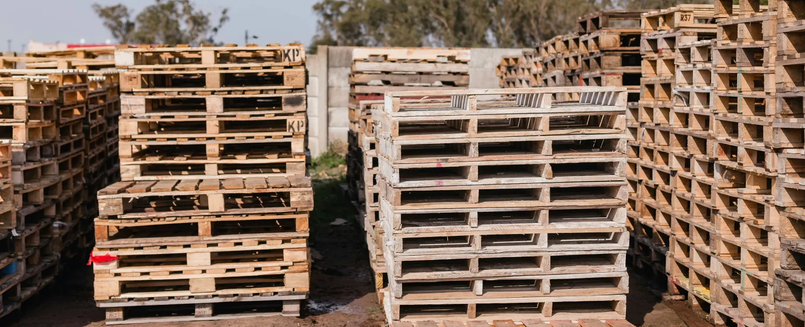 Stacks of wooden pallets arranged outdoors on a muddy ground under clear sky with trees in the background.