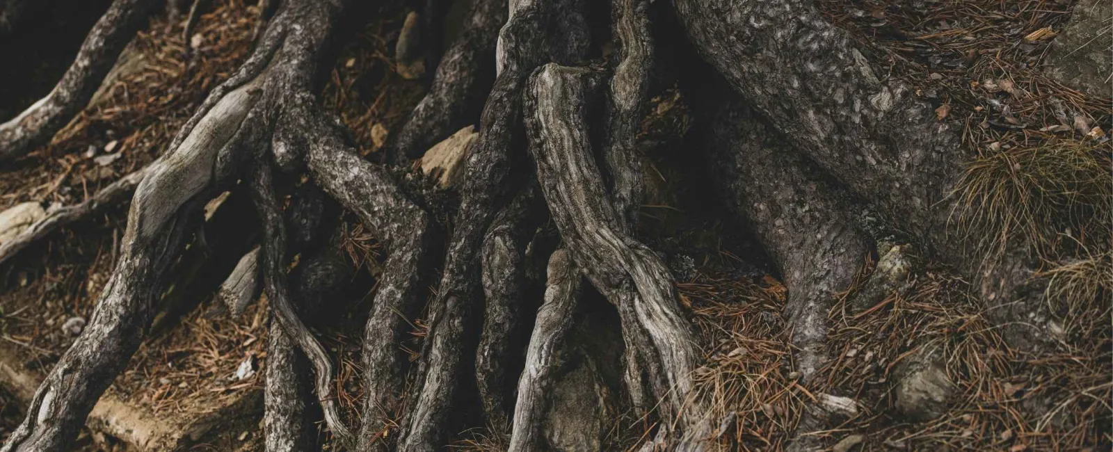 Close-up of twisted, weathered tree roots emerging from soil with dried pine needles and rocks surrounding them