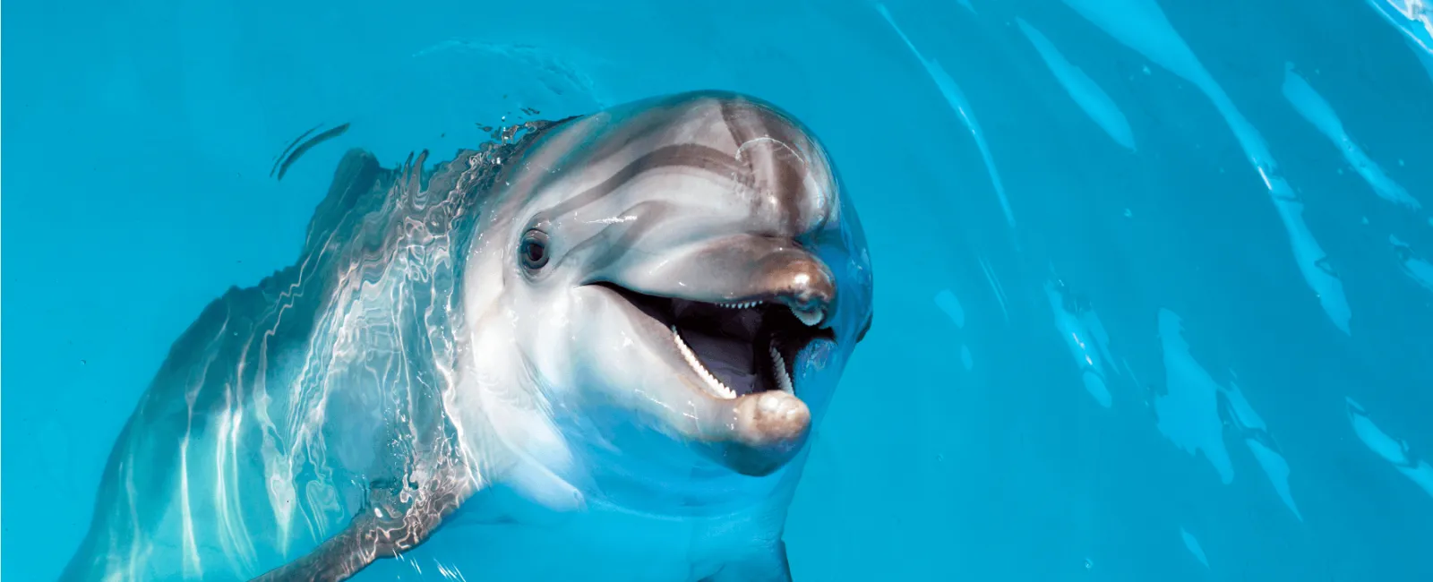 Close-up of a smiling dolphin swimming in clear bright blue water.