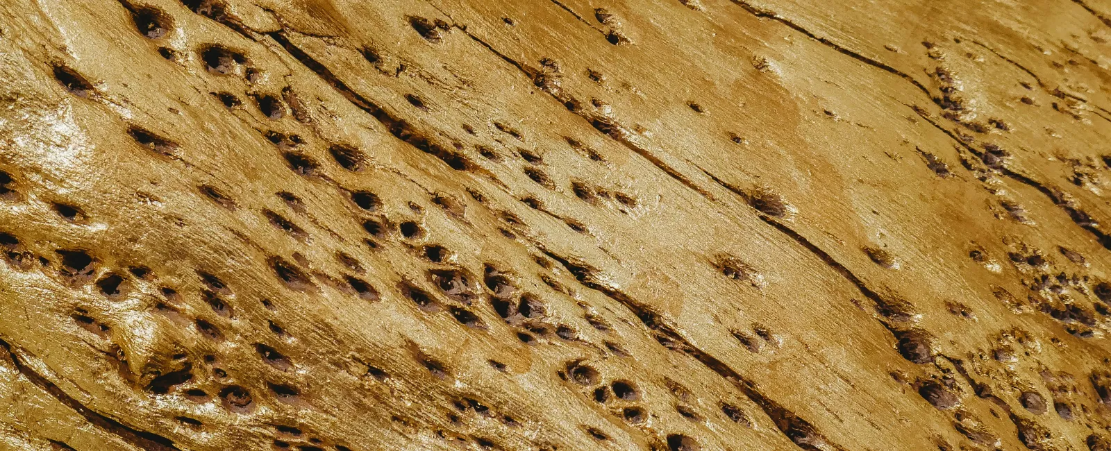 Close-up of textured wood surface with natural grain patterns and small holes creating earthy tones and organic details.