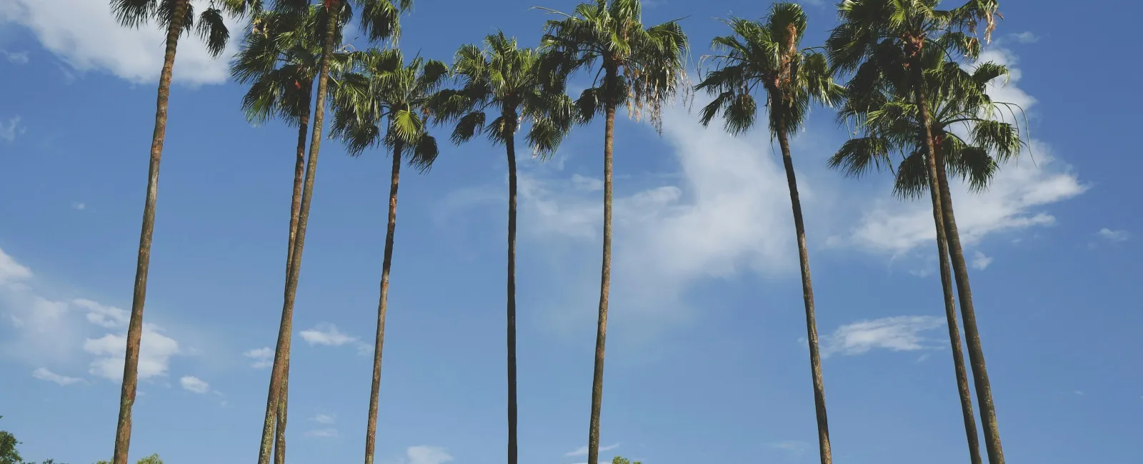 Tall palm trees stand against a clear blue sky above dense green foliage on a sunny day