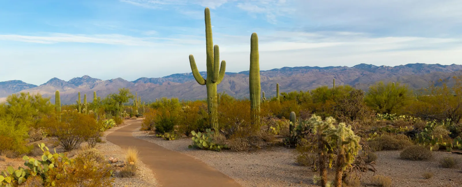 Winding desert path surrounded by various cacti and desert plants under a partly cloudy sky with mountains in the background