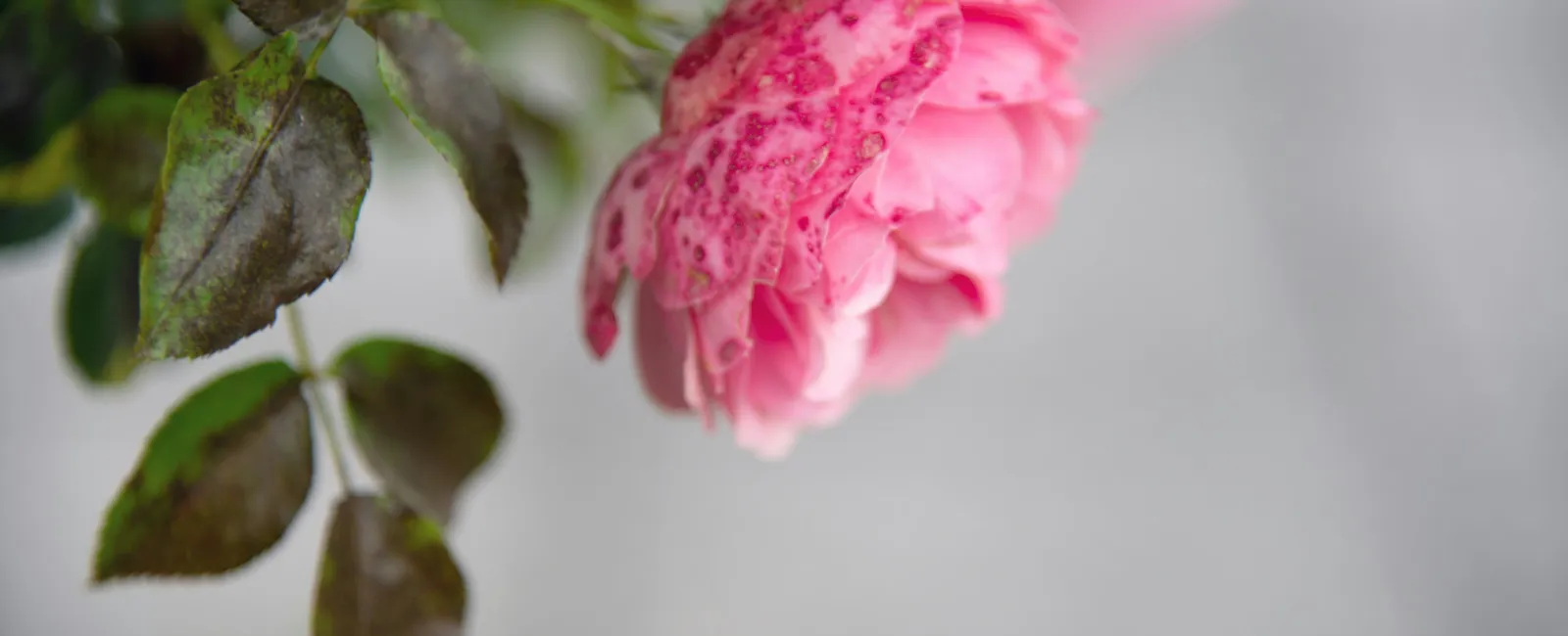 Mother’s Day grief reflection support