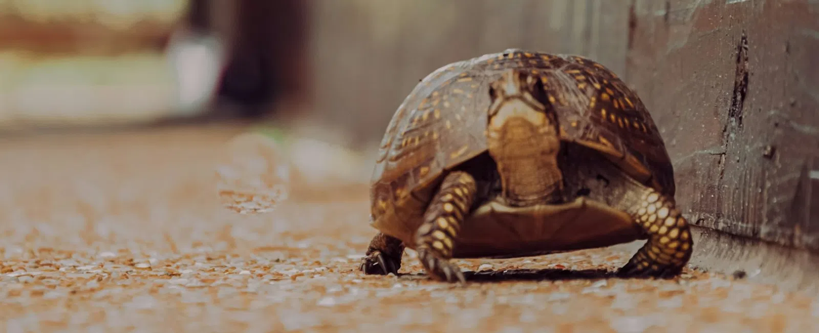 Close-up of a tortoise walking on a textured surface beside a wooden wall with blurred background.
