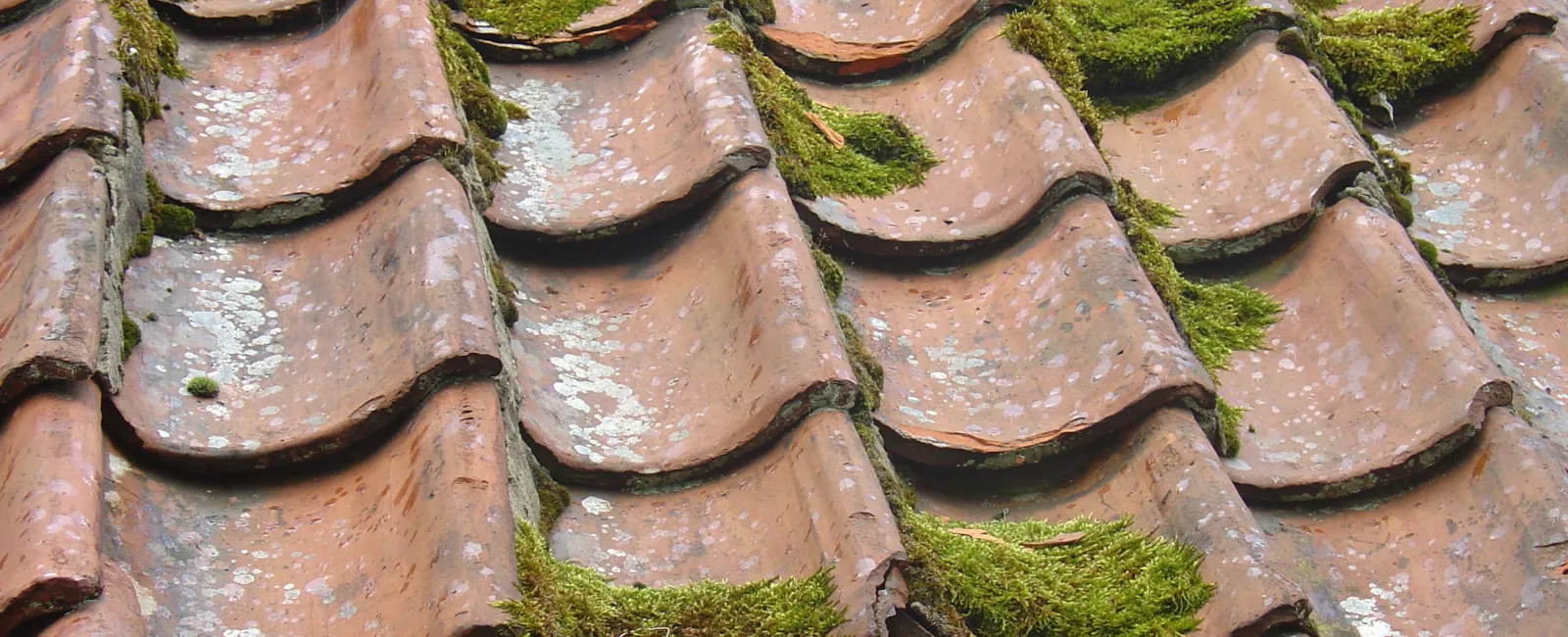 Old terracotta roof tiles covered with green moss and weathering effects in close-up view.