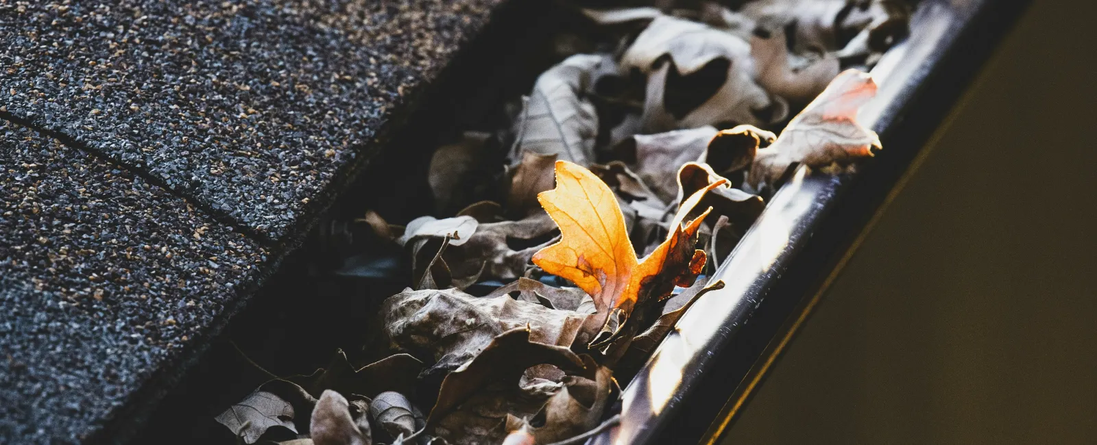 Close-up of a roof gutter filled with dry autumn leaves under sunlight