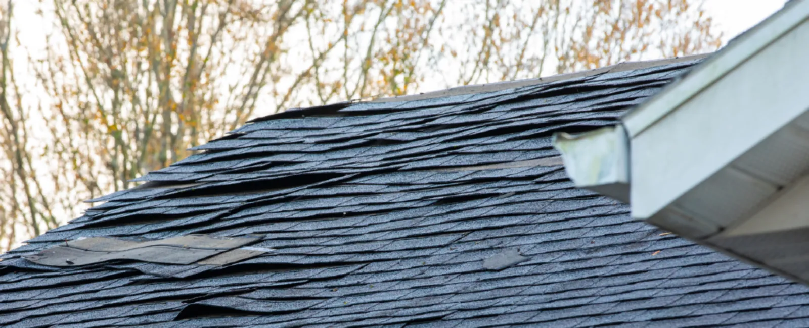 Close-up of a damaged black asphalt shingle roof with curling and lifting shingles near a white gutter and trees in background