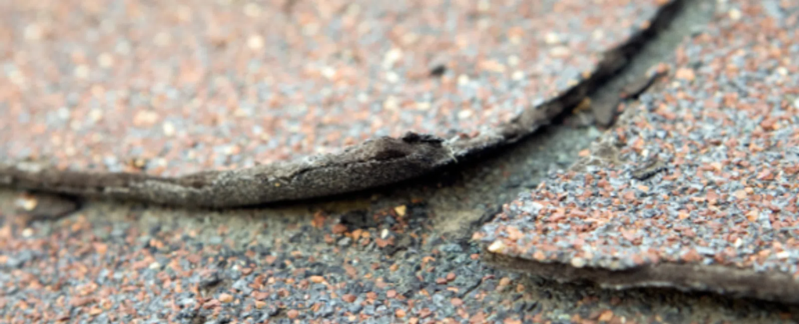 Three Things To Do if Your Roofing Shingles Appear Defective