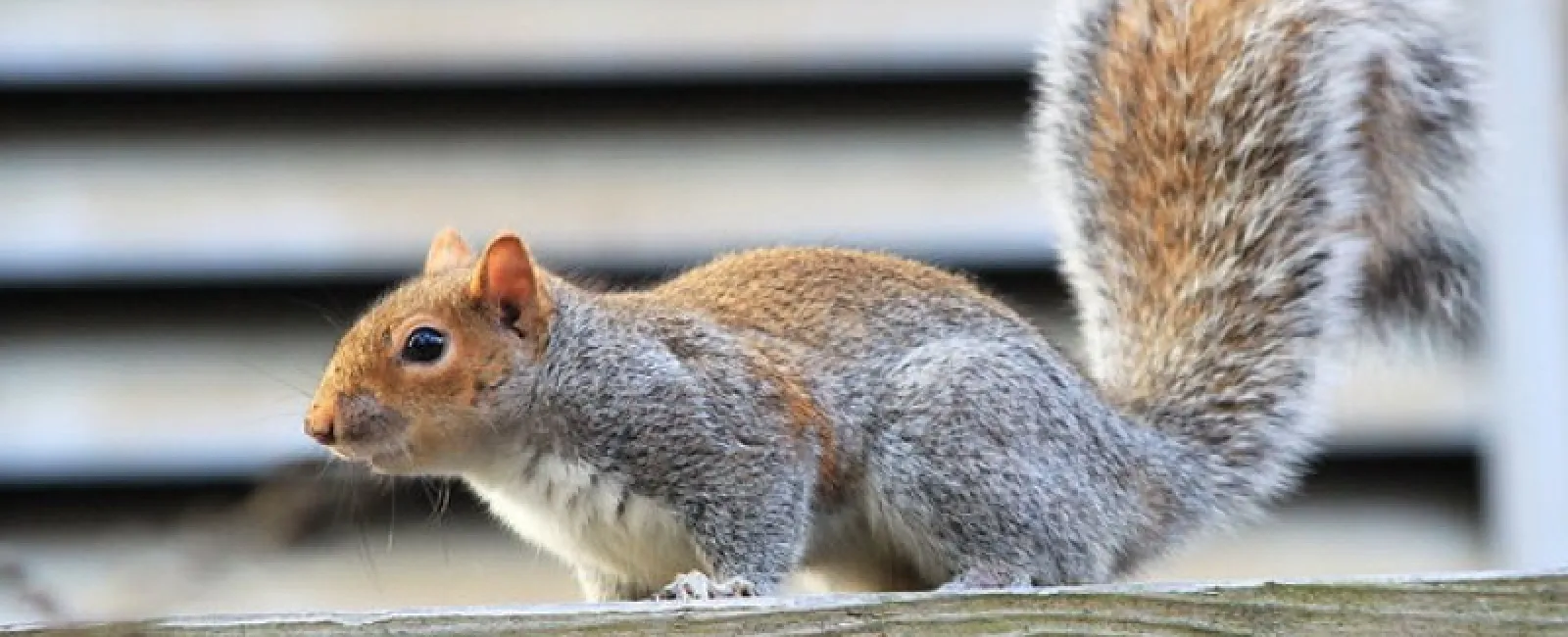 Entry Points for Squirrels and Rodents: Is Your Home Safe?