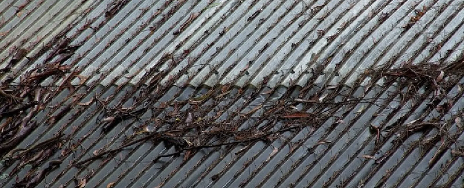 Roof Cleaning: Should You Do It?