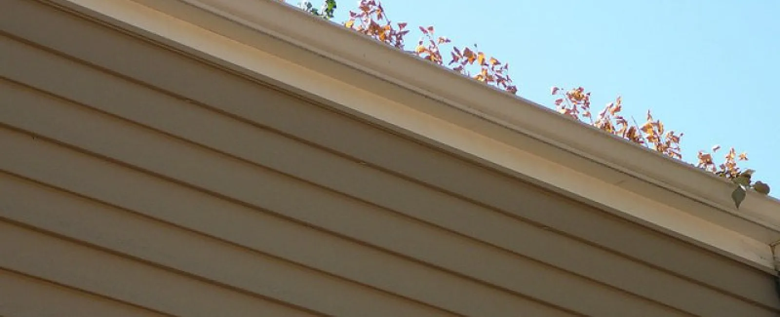 Get the Most out of Your Gutters This Fall – Literally