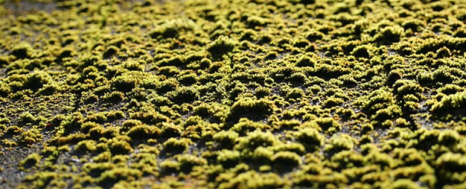 Moss on a Roof: Major warning sign