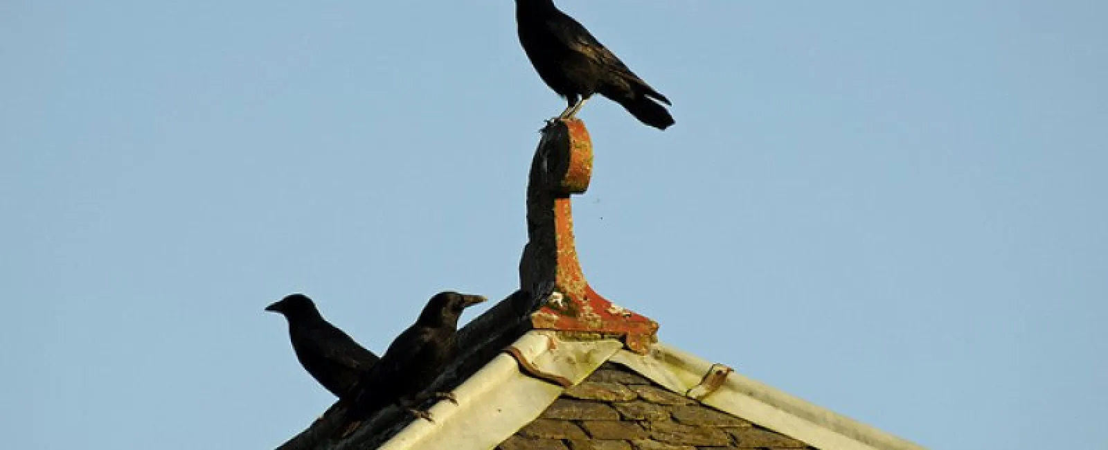 Animals & Your Roof: What’s the Risk?
