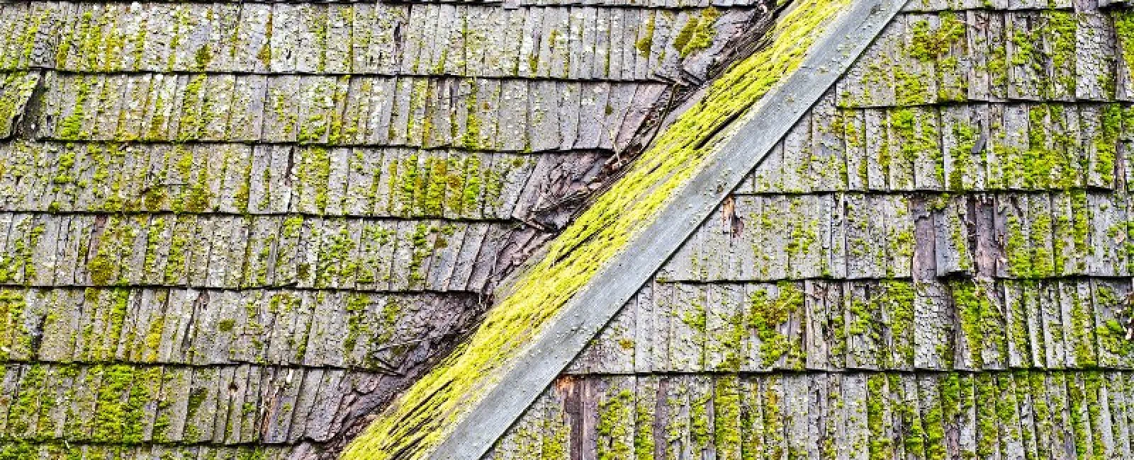 Why It’s Important to Remove Roof Mold