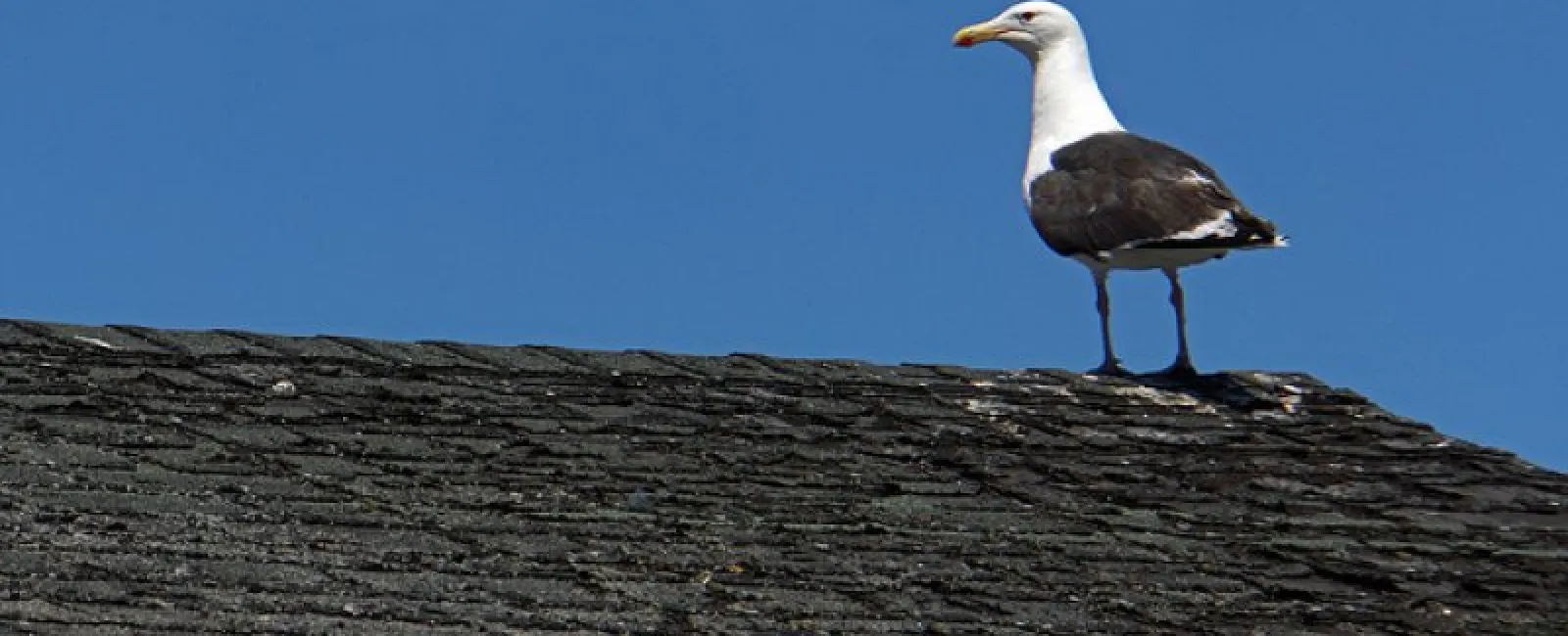 Roof damage from birds: Yes, it’s a real problem