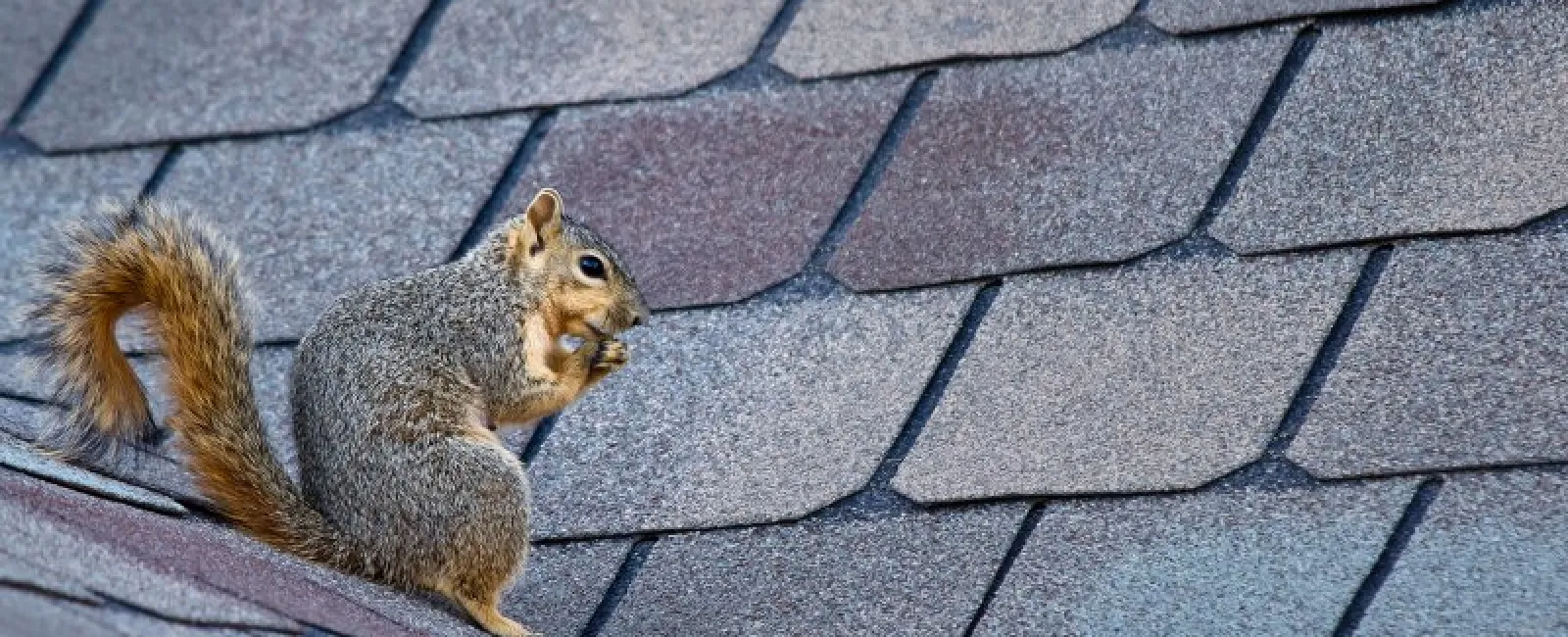 3 Easy Ways to Keep Squirrels Off Your Roof