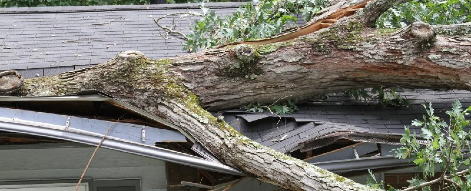 Who Pays When a Tree Falls on Your House?