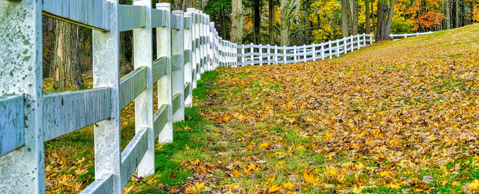 A white wooden fence lined with colorful autumn leaves in a serene forest landscape.