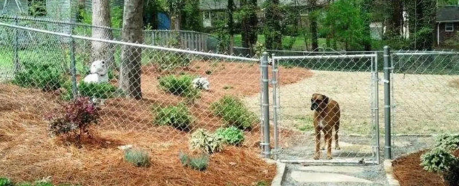 What Is the Best Fence for Dogs?