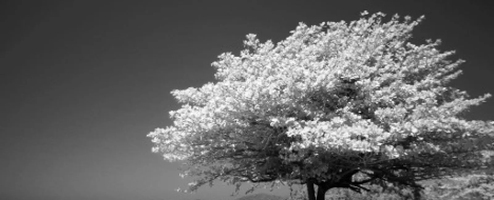 a tree on a beach