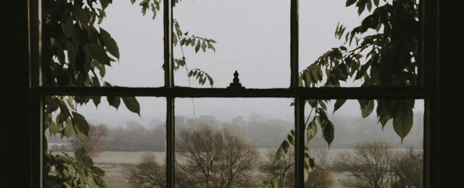 View through a multi-pane window showing foggy countryside with bare trees and leafy branches framing the glass panes