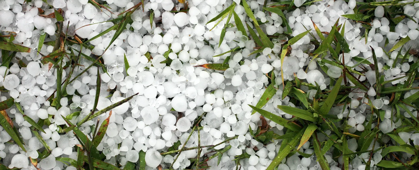 Close-up of small white hailstones scattered on green grass after a hailstorm.