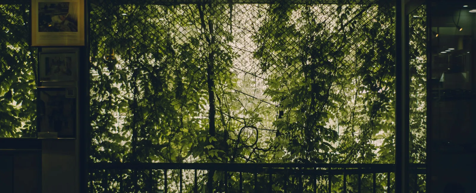 Green leafy vines growing densely behind a metal fence viewed through a window during daytime.