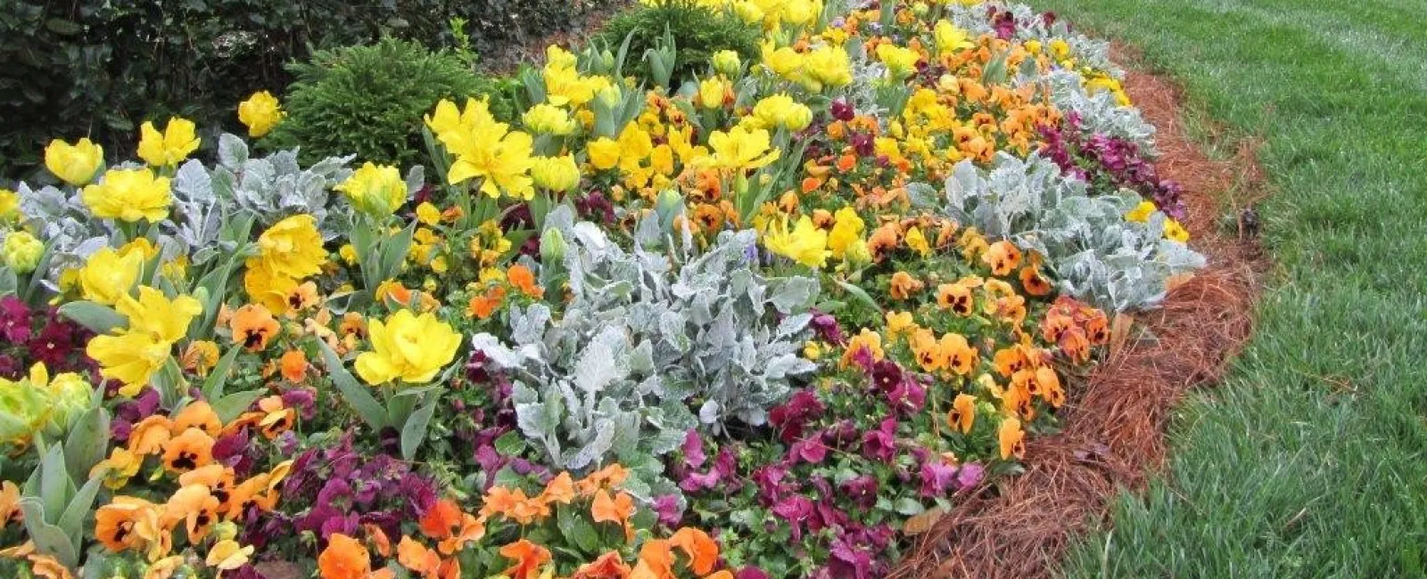 a close up of a flower garden