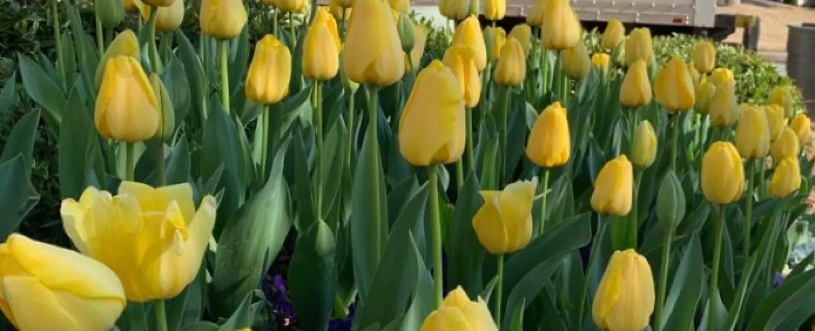 Yellow tulips and purple flowers in front of a Gibbs Landscape Co. truck with contact details on a sunny day.