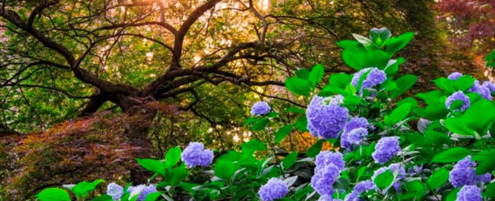 Hydrangeas