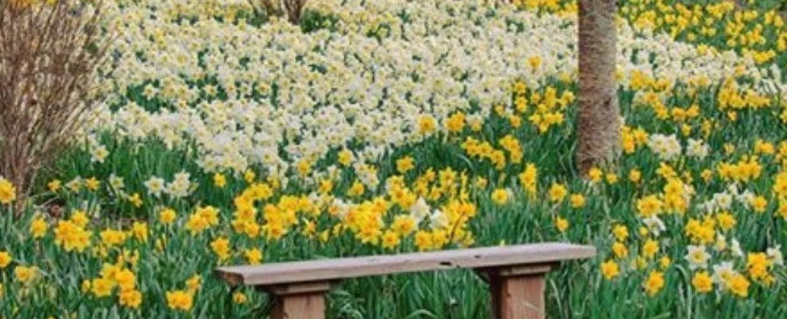 several daffodils in a park