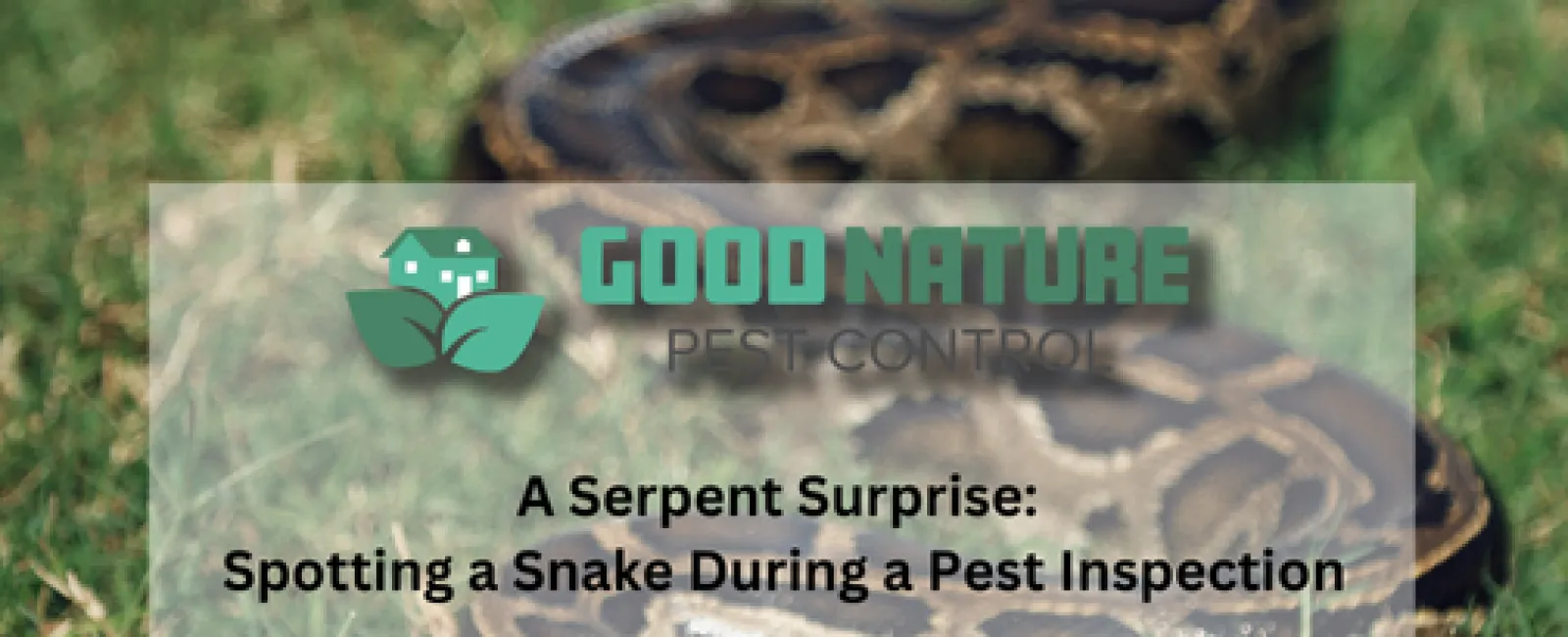 A Serpent Surprise: Spotting a Snake During a Pest Inspection