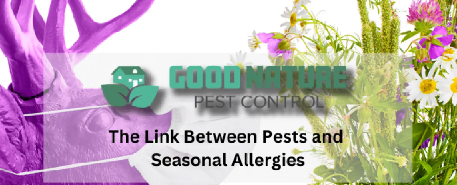 The Link Between Pests and Seasonal Allergies