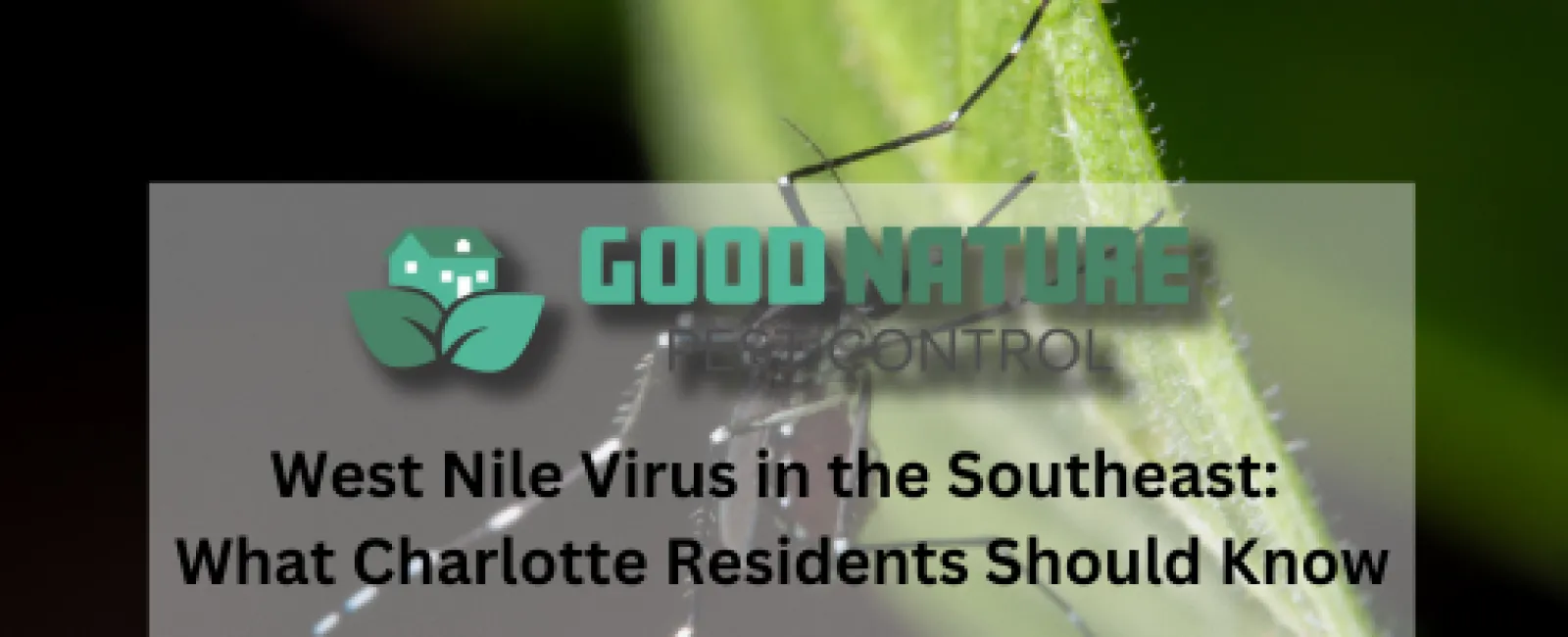 West Nile Virus in the Southeast: What Charlotte Residents Should Know