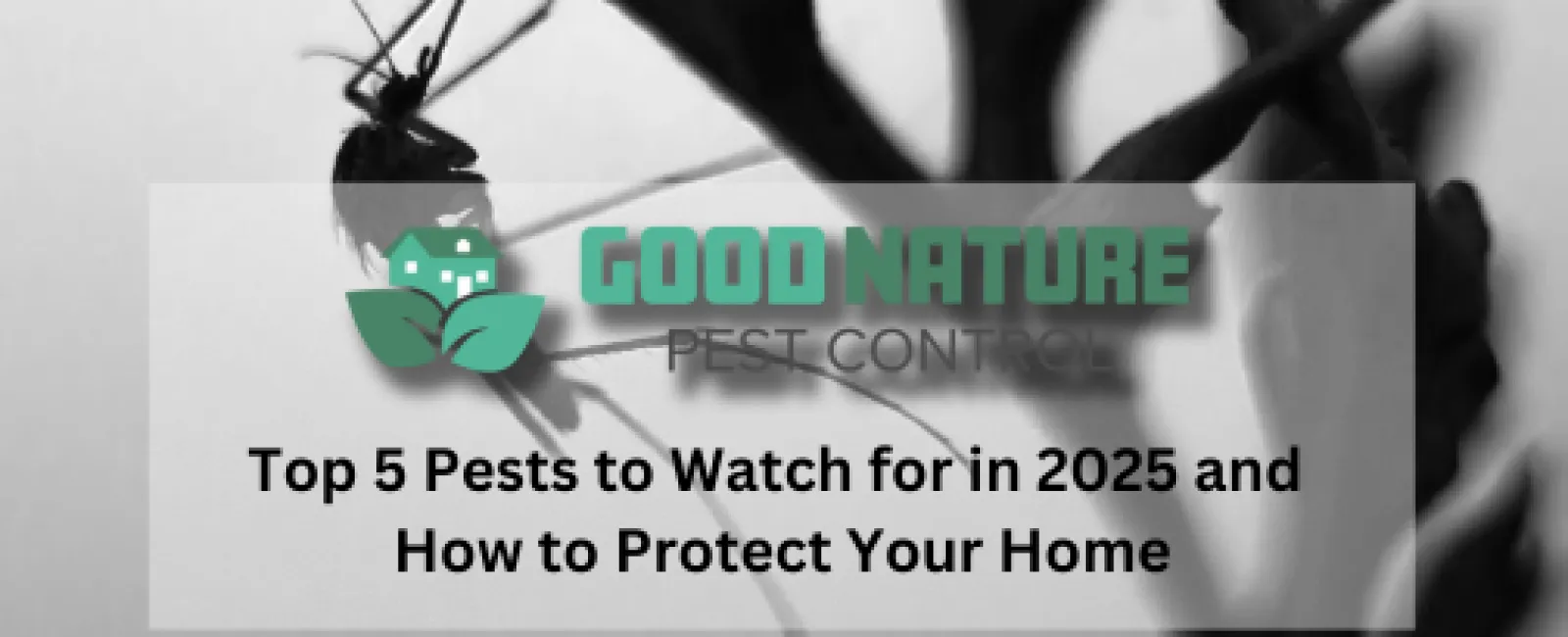 Top 5 Pests to Watch for in 2025 and How to Protect Your Home