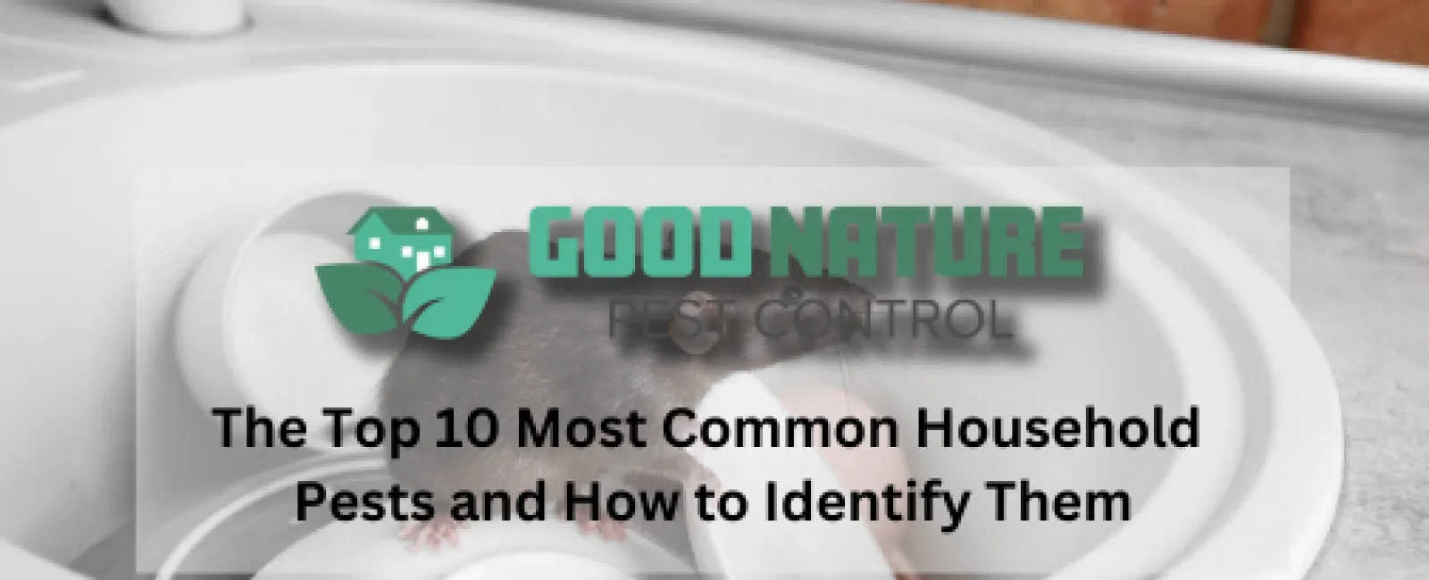 The Top 10 Most Common Household Pests and How to Identify Them