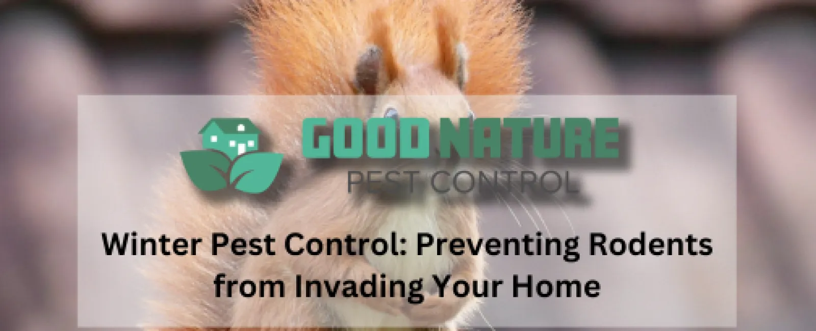 Winter Pest Control: Preventing Rodents from Invading Your Home