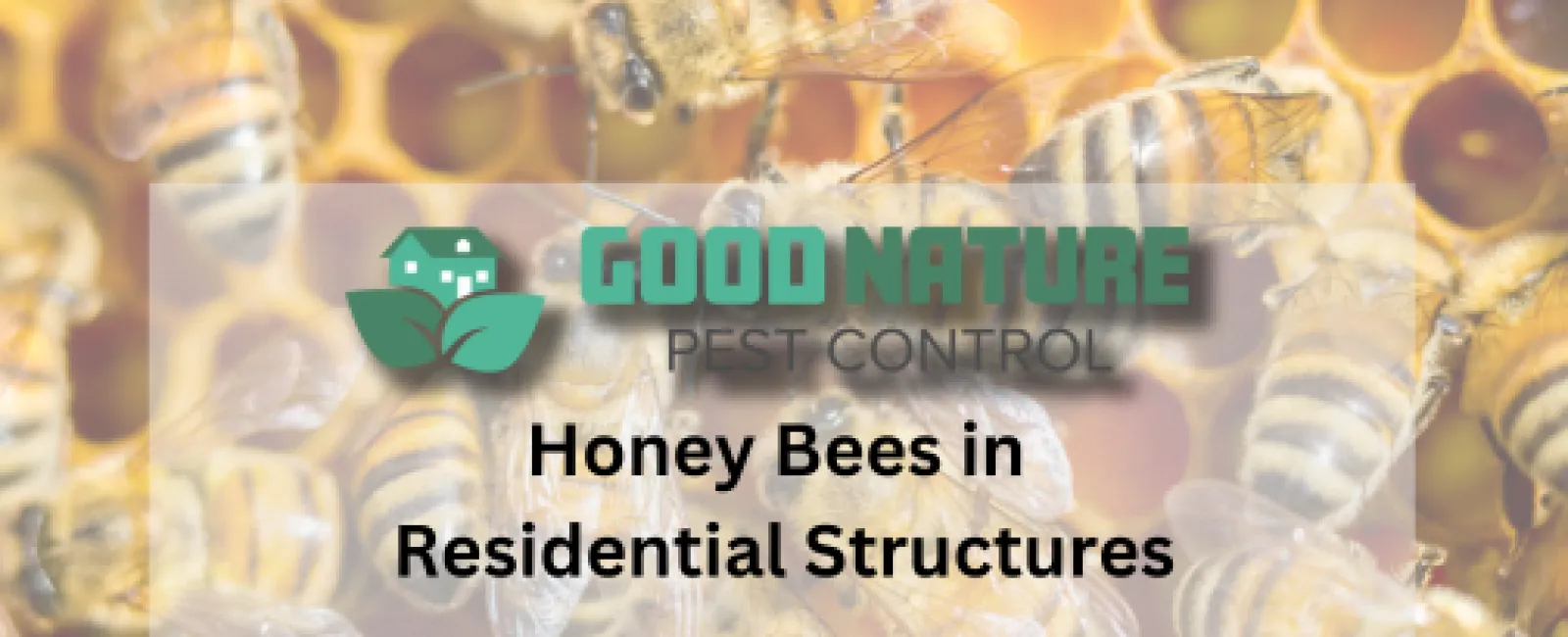 Honey Bees in Residential Structures