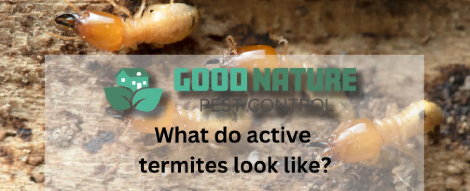 What do active termites look like?