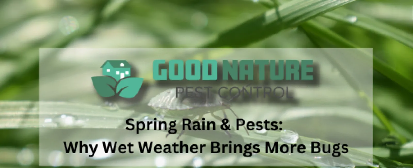 Spring Rain & Pests: Why Wet Weather Brings More Bugs