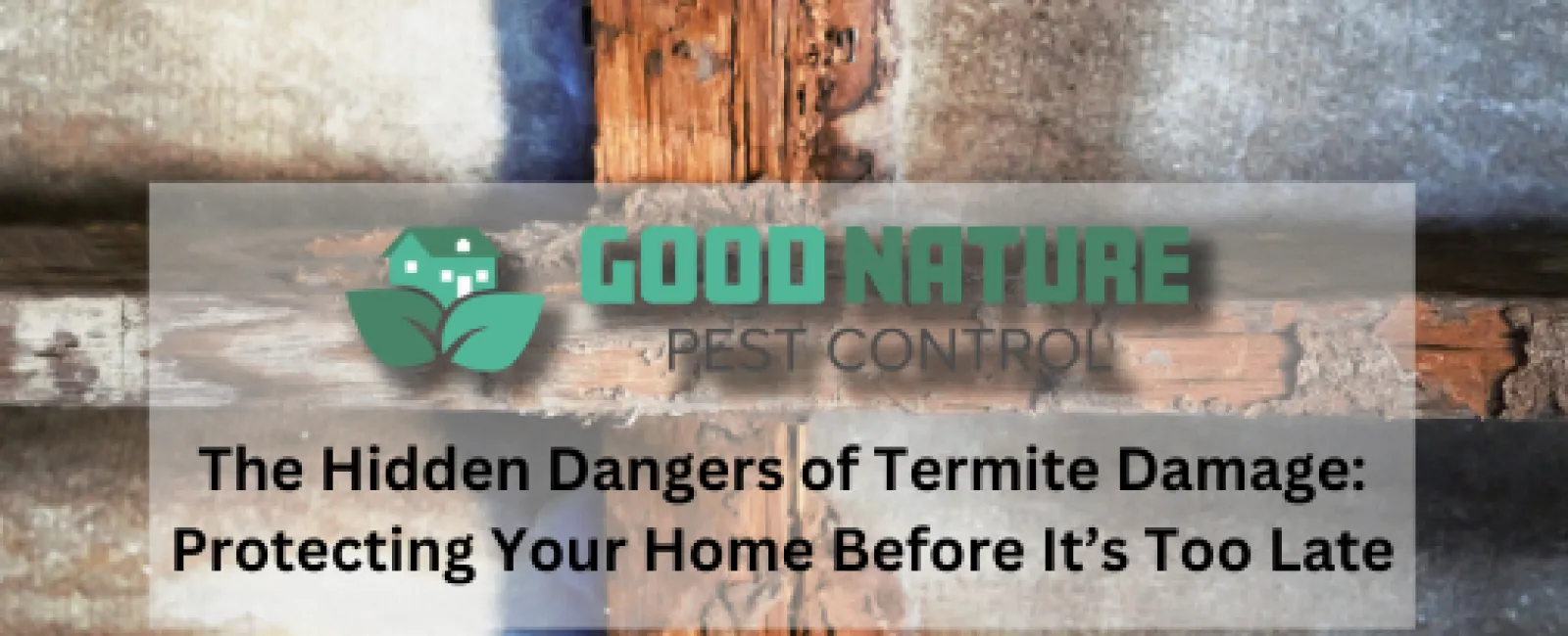 The Hidden Dangers of Termite Damage: Protecting Your Home Before It’s Too Late