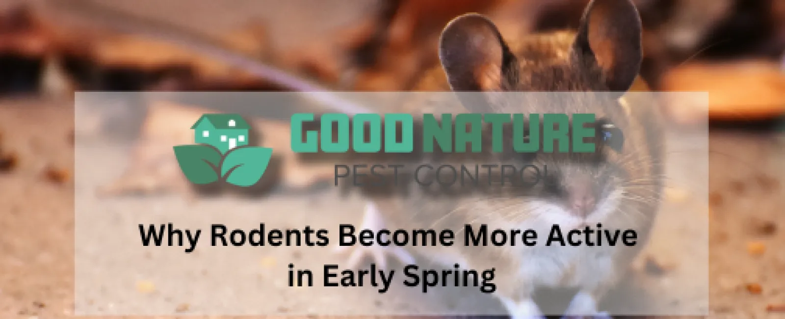 Why Rodents Become More Active in Early Spring