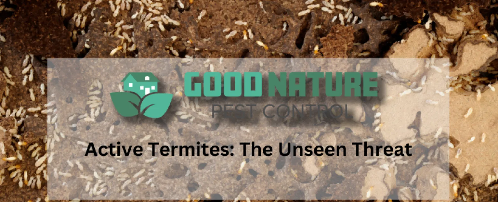 Active Termites: The Unseen Threat