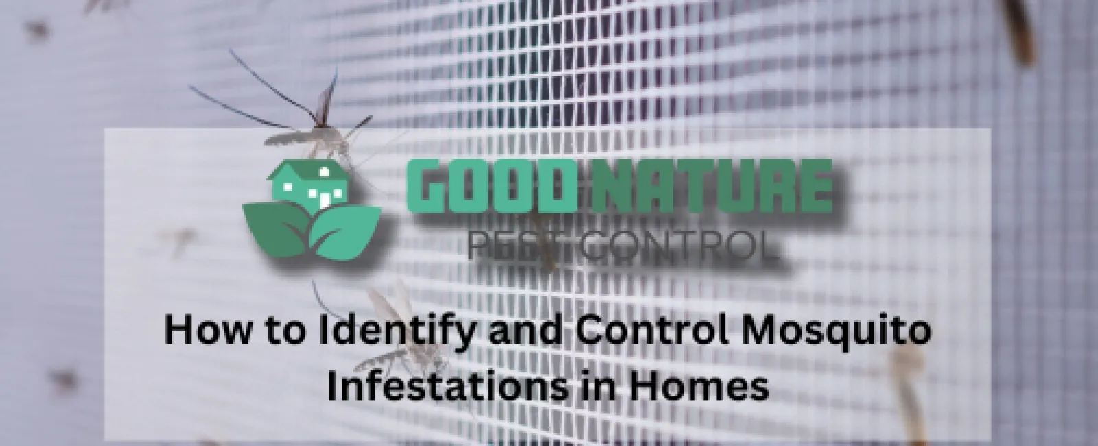 How to Identify and Control Mosquito Infestations in Homes