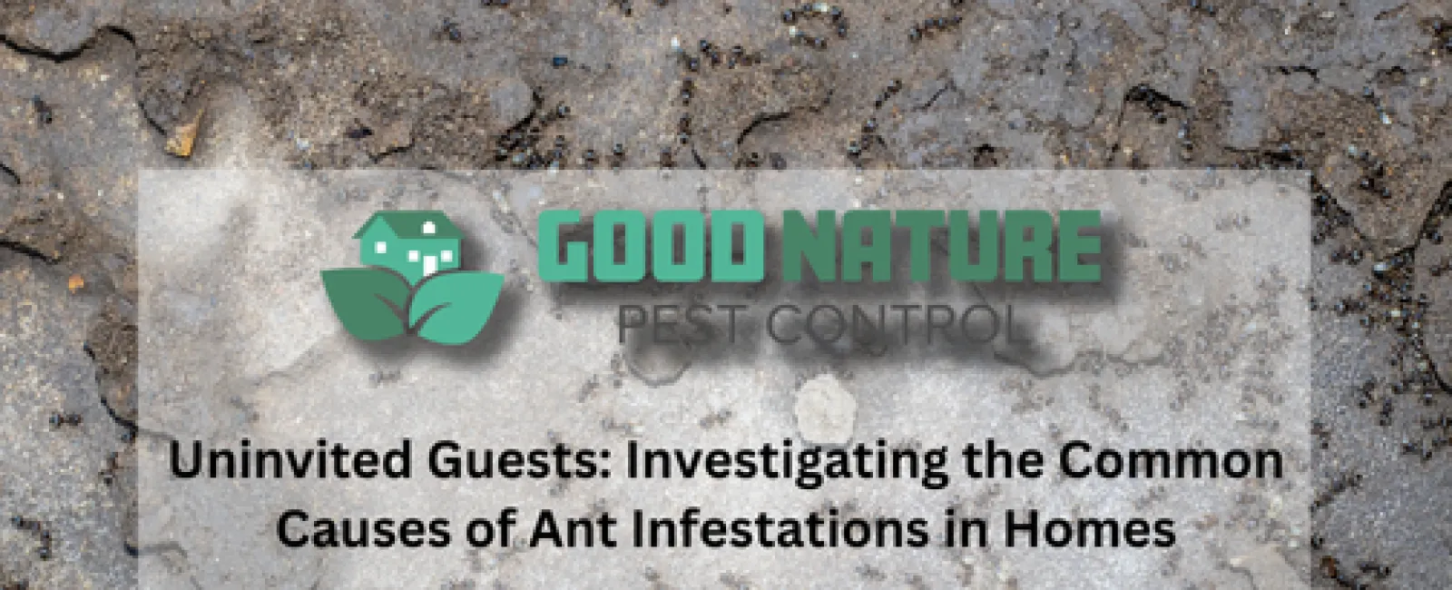 Uninvited Guests: Investigating the Common Causes of Ant Infestations in Homes