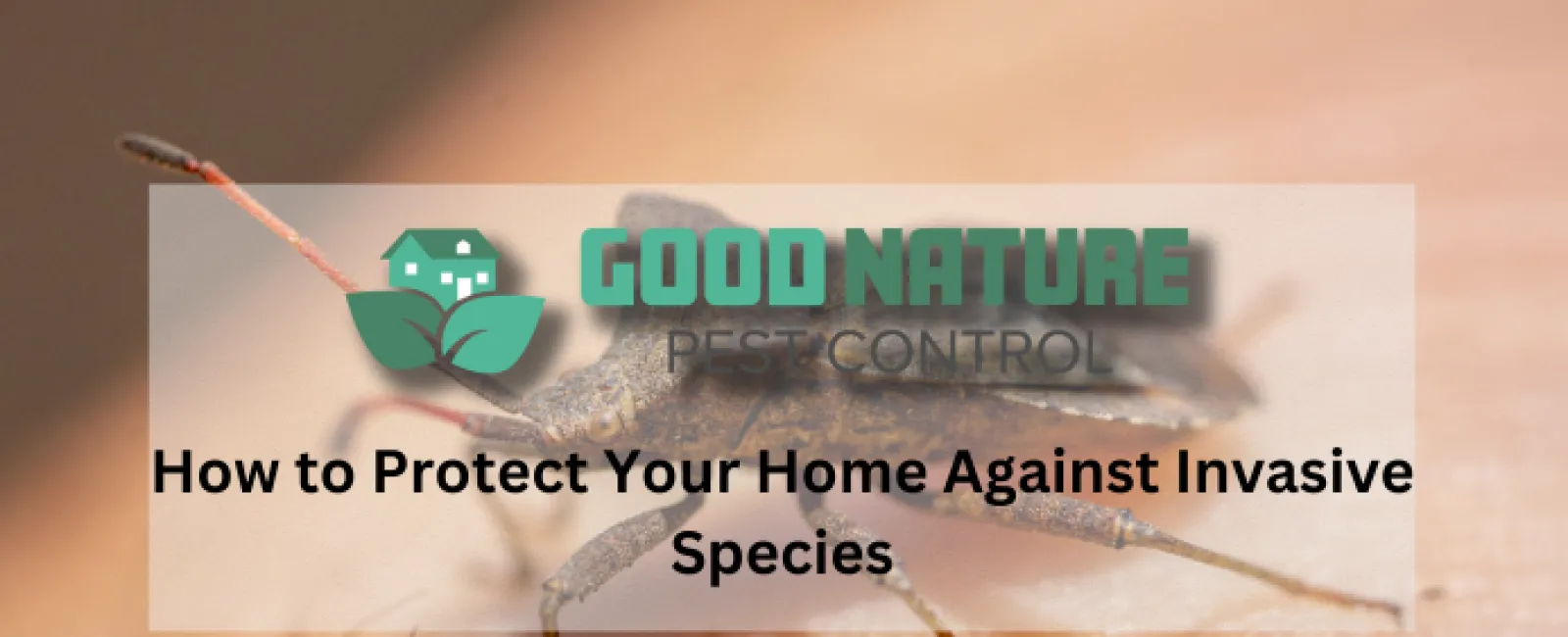 How to Protect Your Home Against Invasive Species