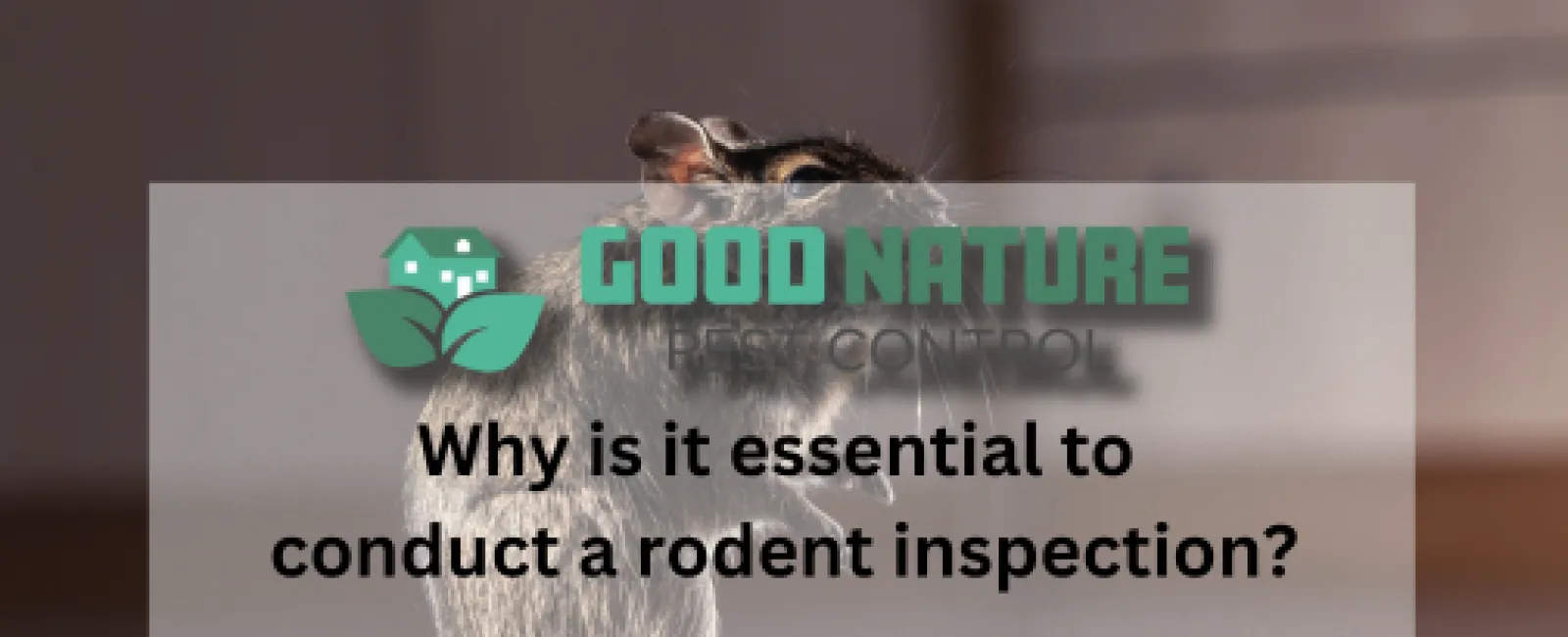 Why is it essential to conduct a rodent inspection?