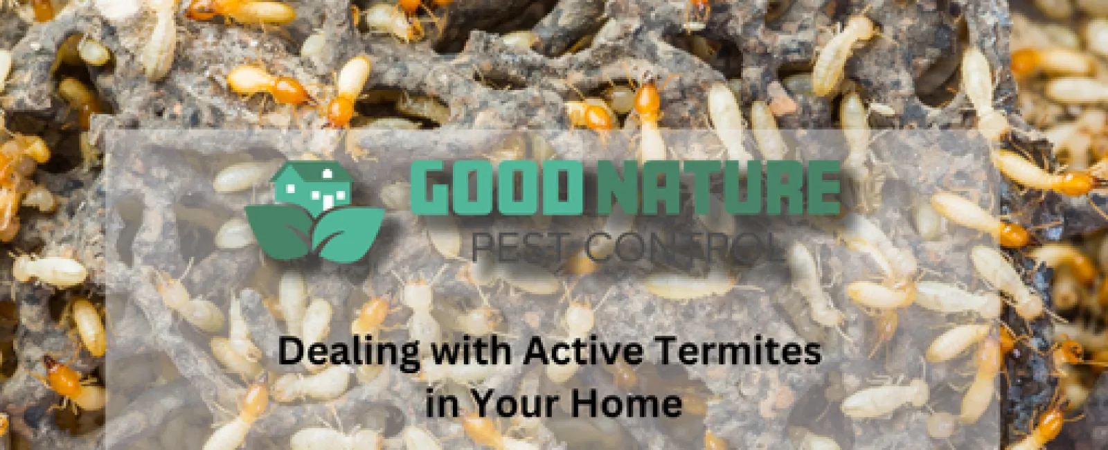 Dealing with Active Termites in Your Home